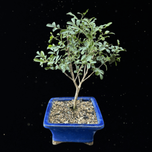 MINI MURAYAS BONSAI
