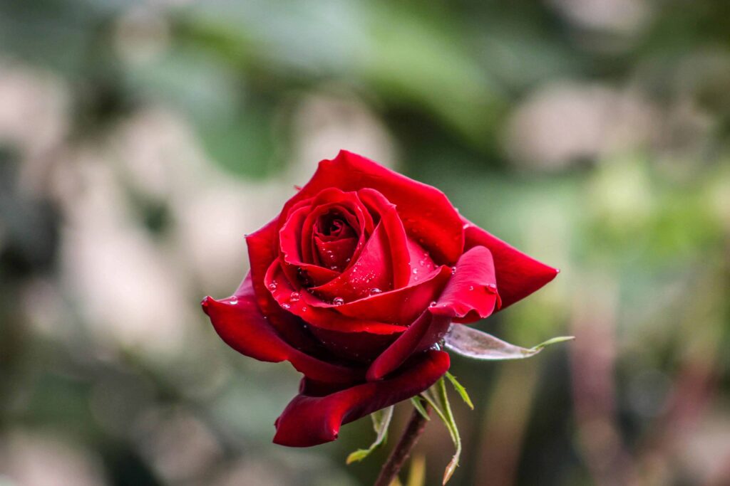 Valentine's Day Red Rose