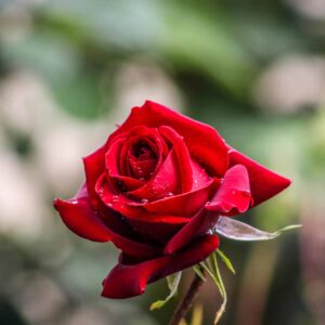 Valentine's Day Red Rose