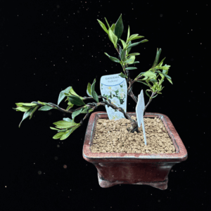 GARDENIA BONSAI