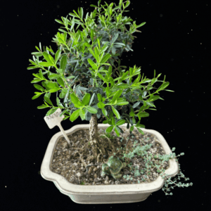 EVERGREEN SERENITY - BUXUS BONSAI