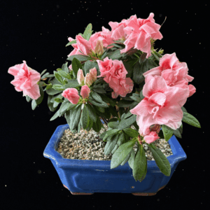 BLUSH HARMONY - AZALEA BONSAI