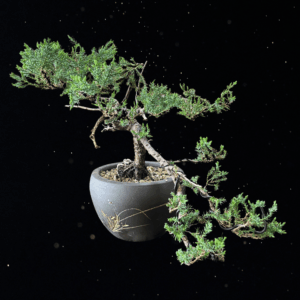 CASCADE SPIRIT - JUNIPER BONSAI