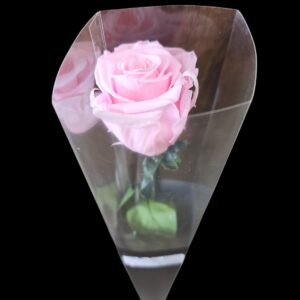 Cotton Candy Forever Rose