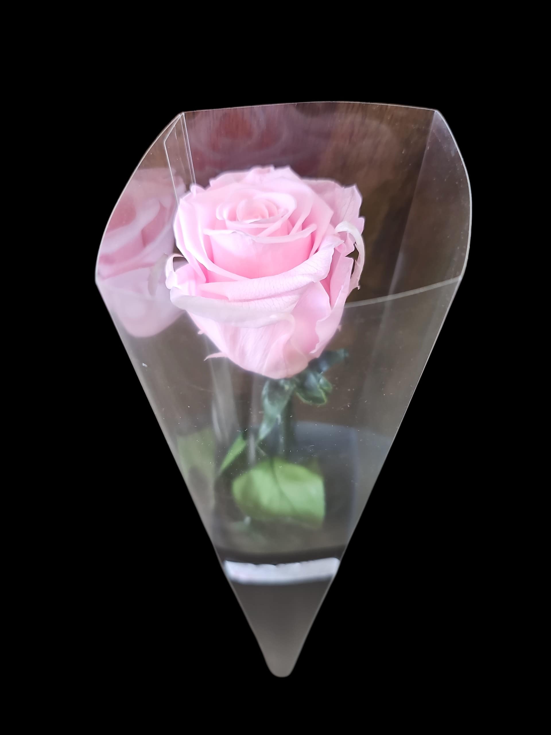 Cotton Candy Forever Rose
