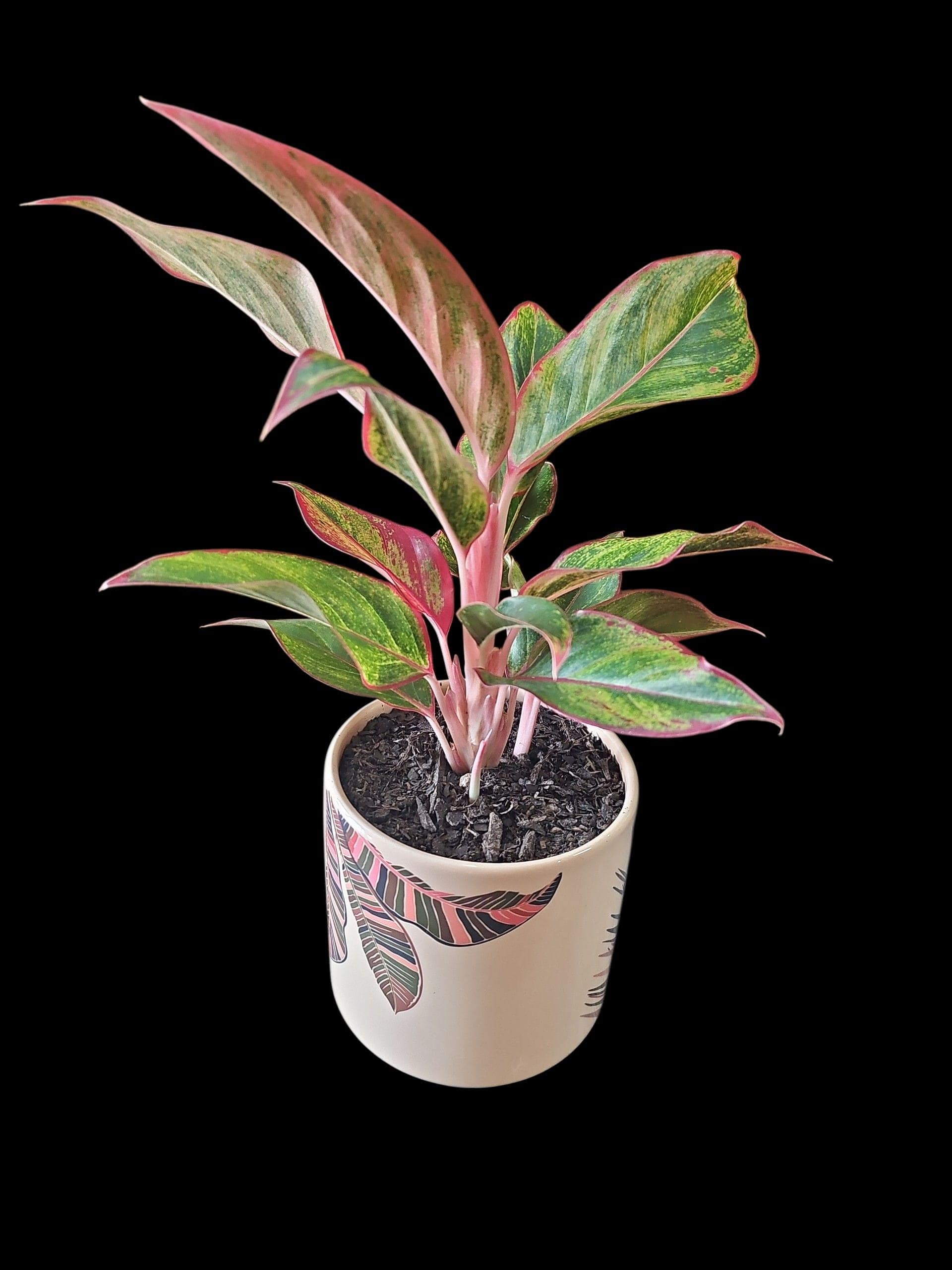 Aglaonema ‘Siam Aurora’