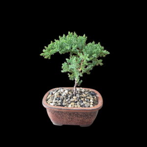 Coastal Curve Bonsai