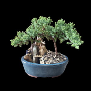 Zen Haven Bonsai